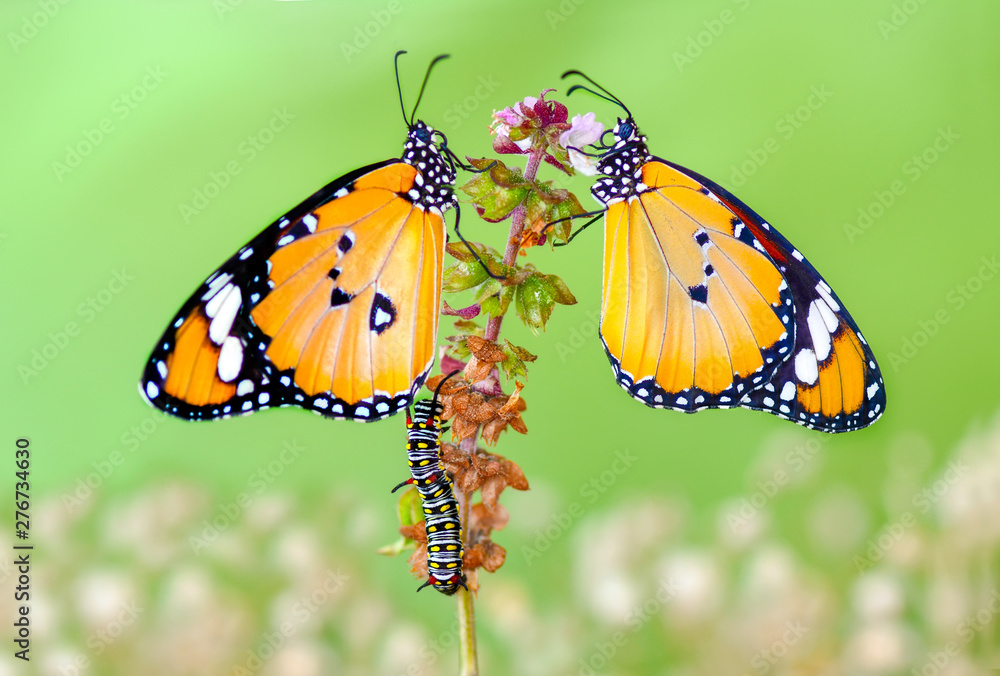 Fototapeta premium Closeup beautiful butterflies sitting on flower.