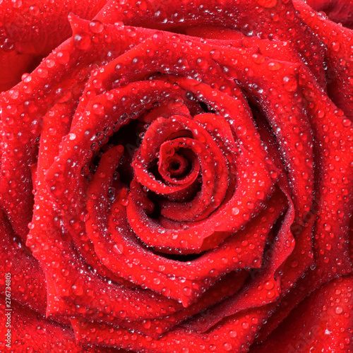 Fototapeta Naklejka Na Ścianę i Meble -  lush red rose with dew drops background
