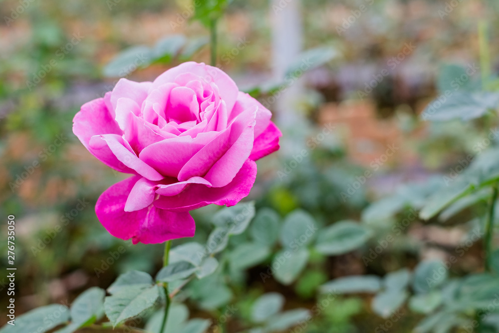 Fototapeta premium Beautiful rose in the garden