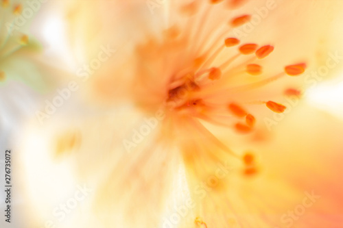 Neon colored fresh pale transparent jasmine flower macro Close-up. Bright ididescent holographic foil background. Multicolor trendy backdrop. Copy space. Soft focus, blerred. Light distortion effect photo