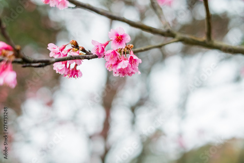 Beautiful cherry blossom at Doi Ang Khang in Chiangmai  Thailand