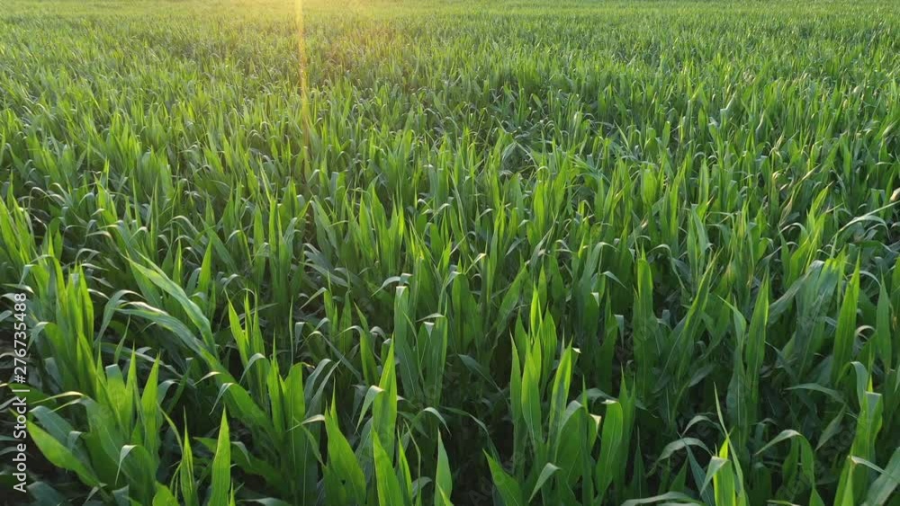 Aerial view of green corn crops field Aerial view of green corn crops field