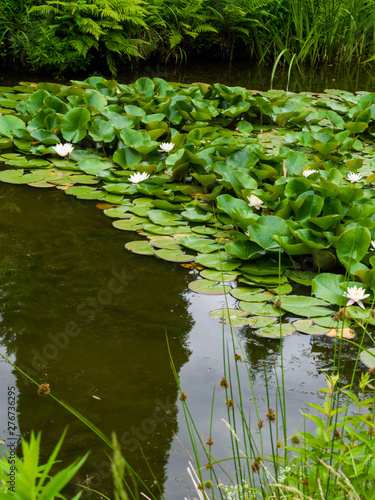 Water Lillies ,Water Lily ,Lotus in pond © artemidovna