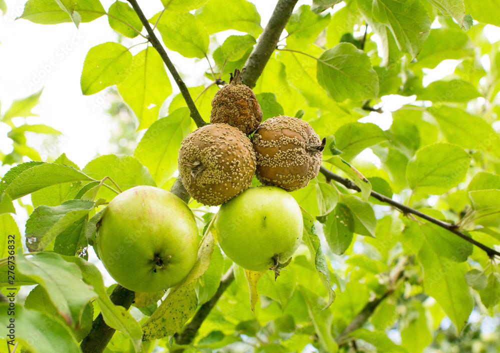 Obraz premium Fauler Apfel1811a