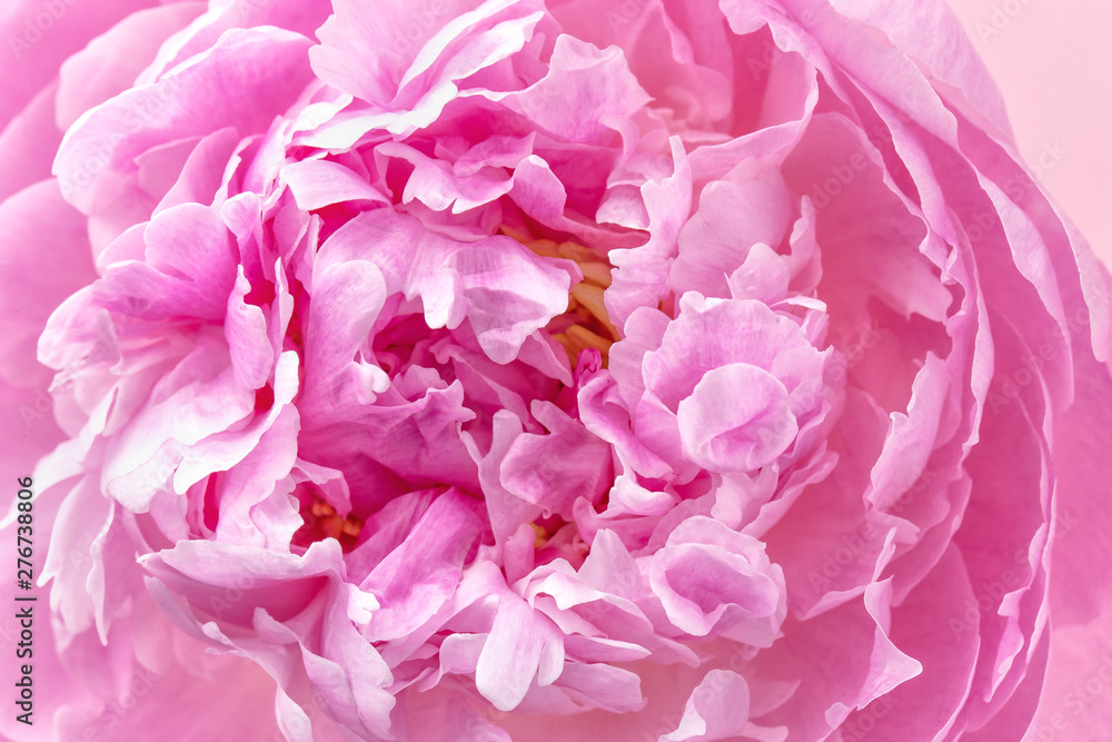 Pion macro. Peony petals close up. Pink gentle soft peony flower. Flower texture top view