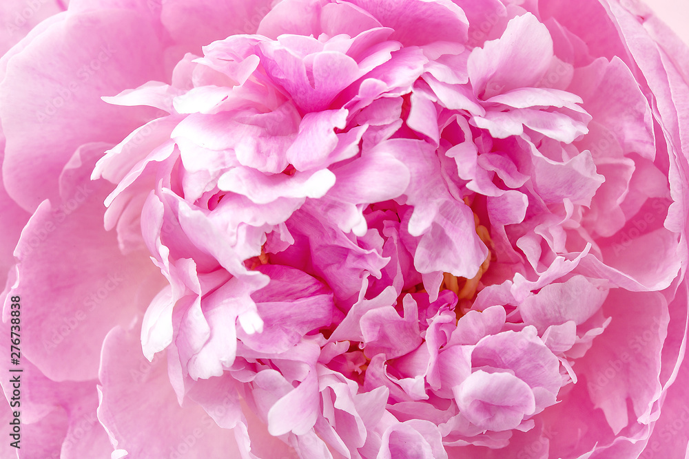 Pion macro. Peony petals close up. Pink gentle soft peony flower. Flower texture top view