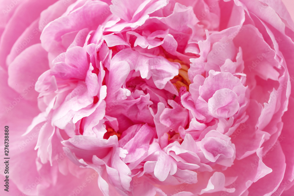 Pion macro. Peony petals close up. Pink gentle soft peony flower. Flower texture top view