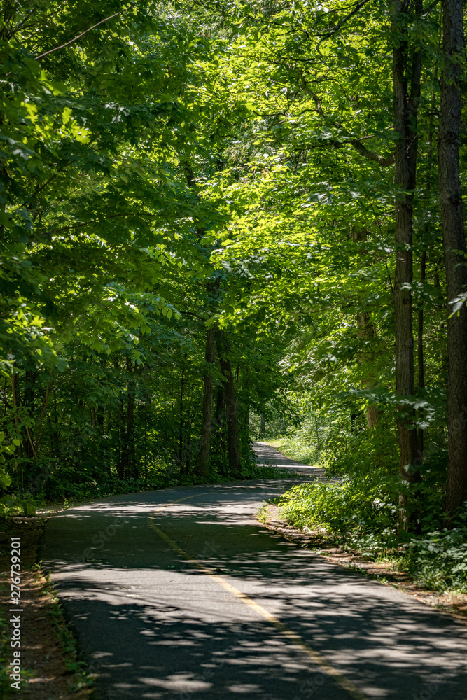 Fototapeta premium Peaceful path in the forest.
