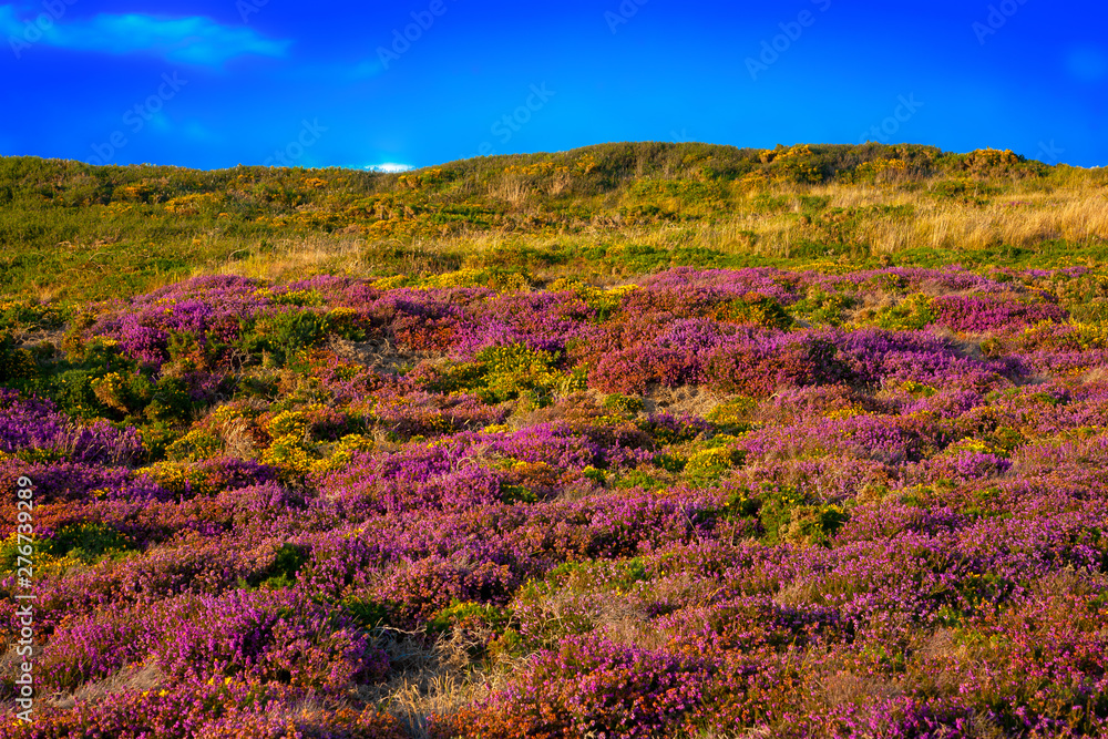 france,brittany,frehel : moors and flowers france,brittany,frehel : moors and flowers