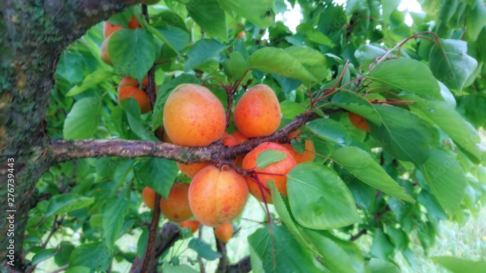 apricots fruit on tree, summer, Croatia
