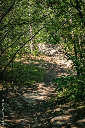 Fototapeta Naklejka Na Ścianę i Meble -  Peaceful path in the forest.