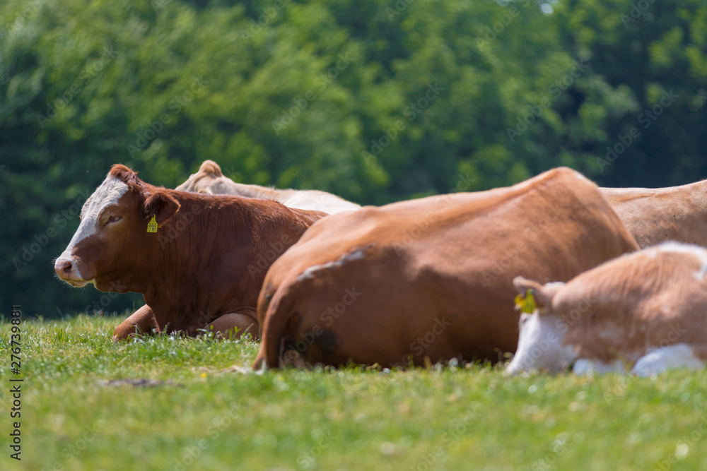 Resting cattle lies on meadow and is ruminating Resting cattle lies on meadow and is ruminating