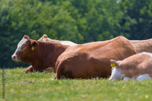 Resting cattle lies on meadow and is ruminating © StudioLaMagica