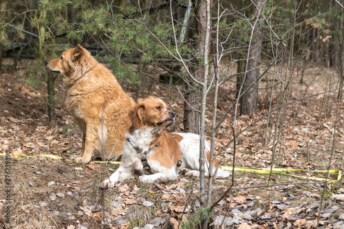 Wallpaper Mural Resozialisierung von Straßenhunden Torontodigital.ca