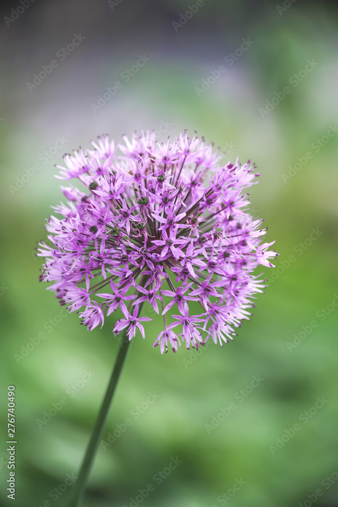flower Allium Gladiator purple flower Allium Gladiator purple