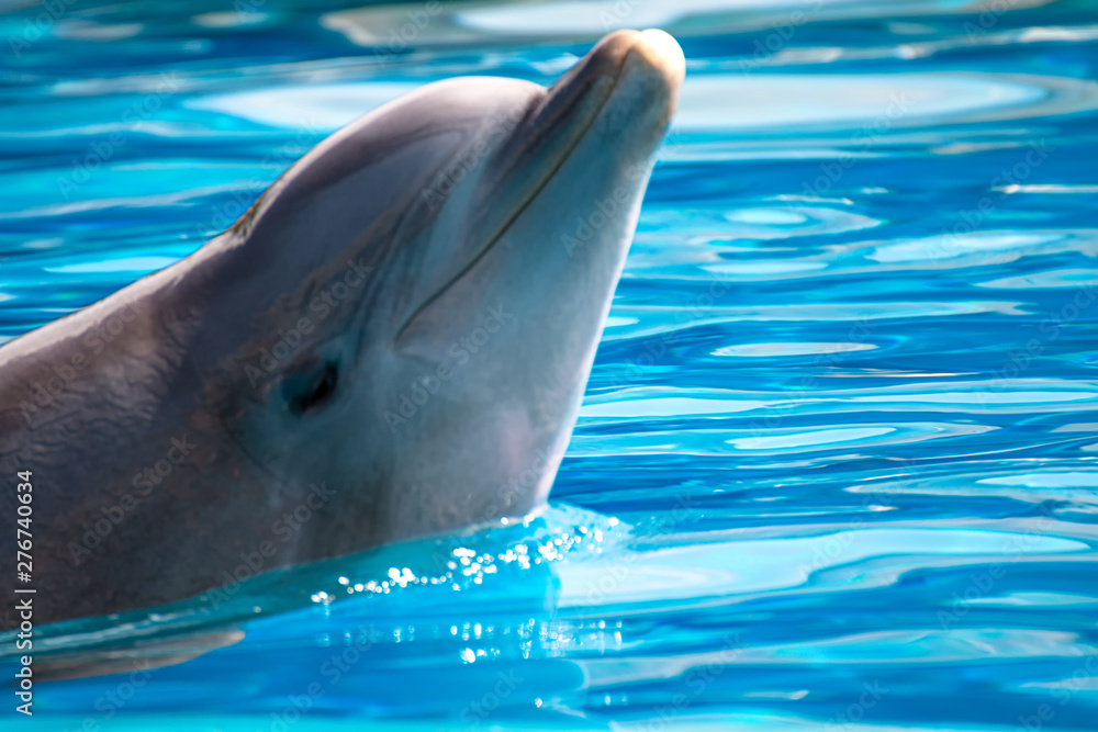 Naklejka premium delfín