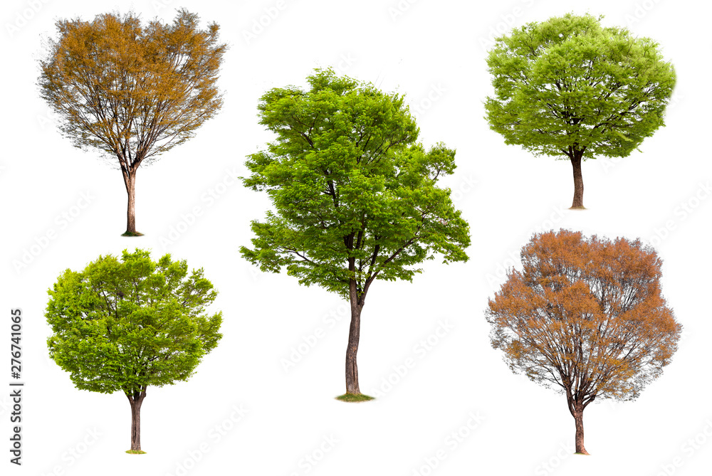 Isolated of tree collection on white background and clipping path for ecology decoration website and magazine.- Image. Isolated of tree collection on white background and clipping path for ecology decoration website and magazine.- Image.