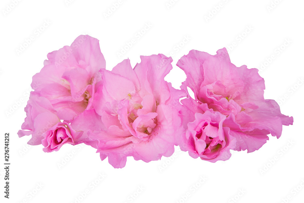 Pink blossoming azalea flowers  isolated on a white background