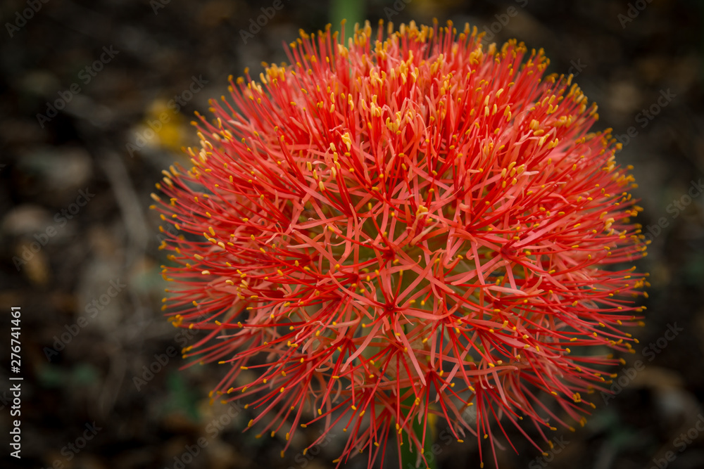 Haemanthus multiflorus Haemanthus multiflorus