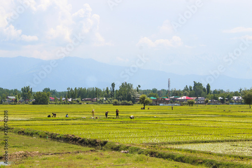 Mountain farming in Kashmir, India.