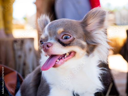 A white brown Chihuahua sticking its tongue out to lower body temperature in an extremely hot day