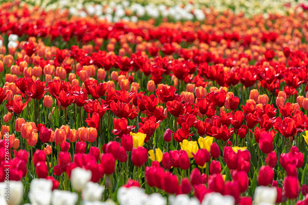 Colorful tulip flower field, in full bloom Colorful tulip flower field, in full bloom