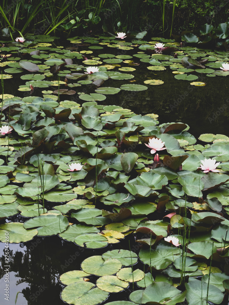 Water lilly background. Water lilly with green leaves in pond. Link blossom.Summer background. Water lilly background. Water lilly with green leaves in pond. Link blossom.Summer background.