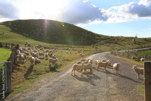 sheeps on the road and hill in field with bright sky background photo