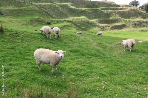 sheeps in the field at One Tree Hill