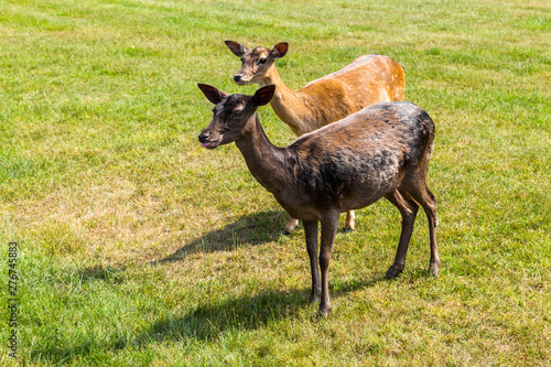 Roe deer standing in a forest