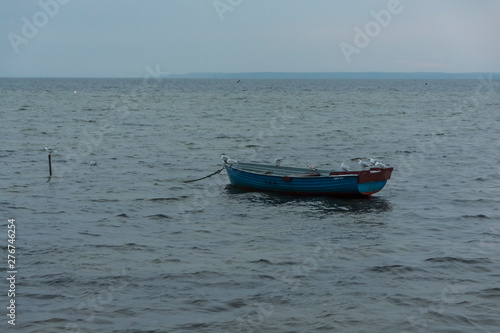 storm boat seagull