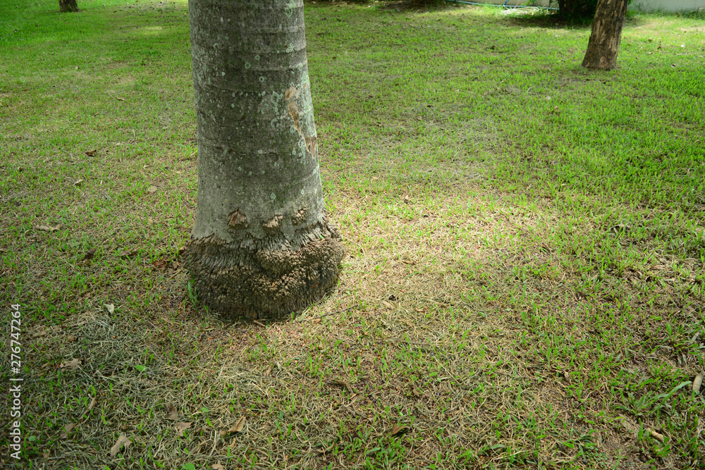 Obraz premium the big roots of palm tree trunk with the green yard and perennial trees in the public park of the city and lights from the sun at afternoon