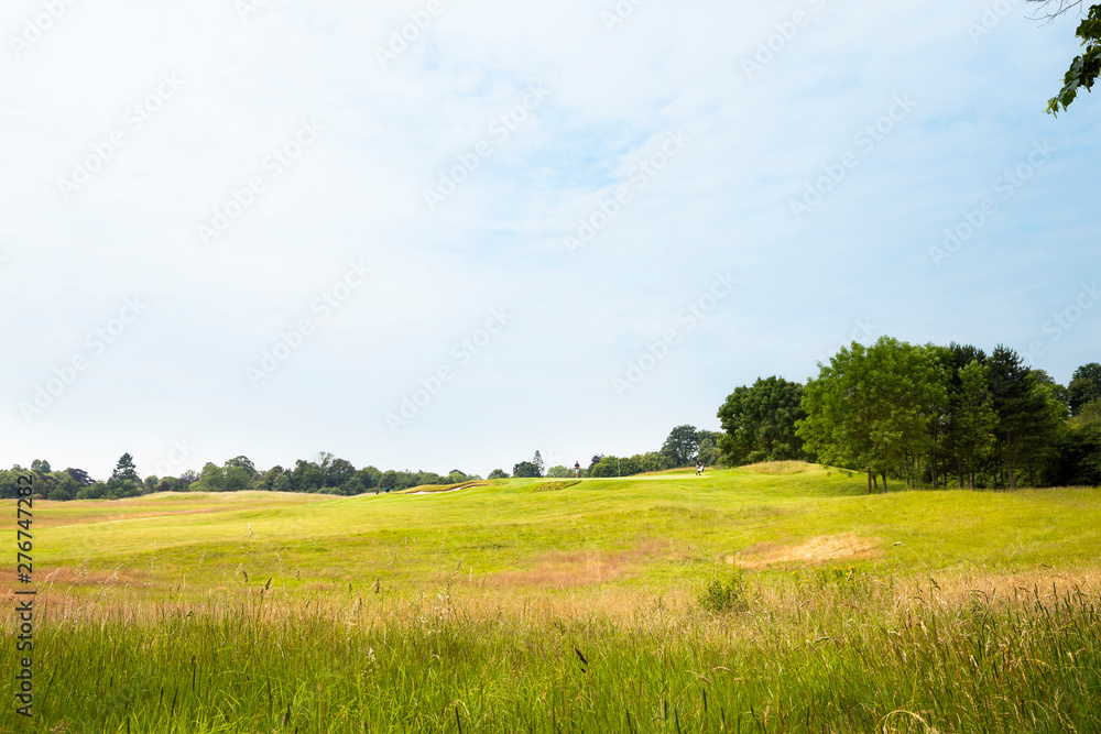 Obraz premium Expanded view of green grass meadow and trees