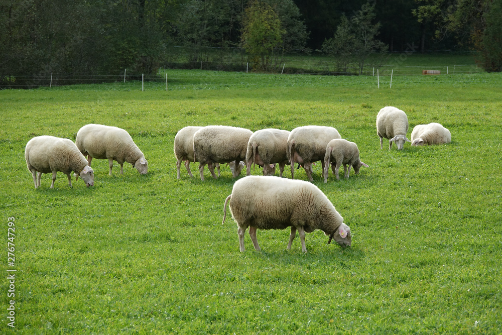 Schafe auf einer Weide Schafe auf einer Weide