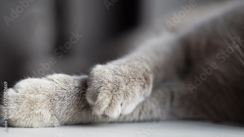 cat paws of sleeping shorthair British cat on window sill.