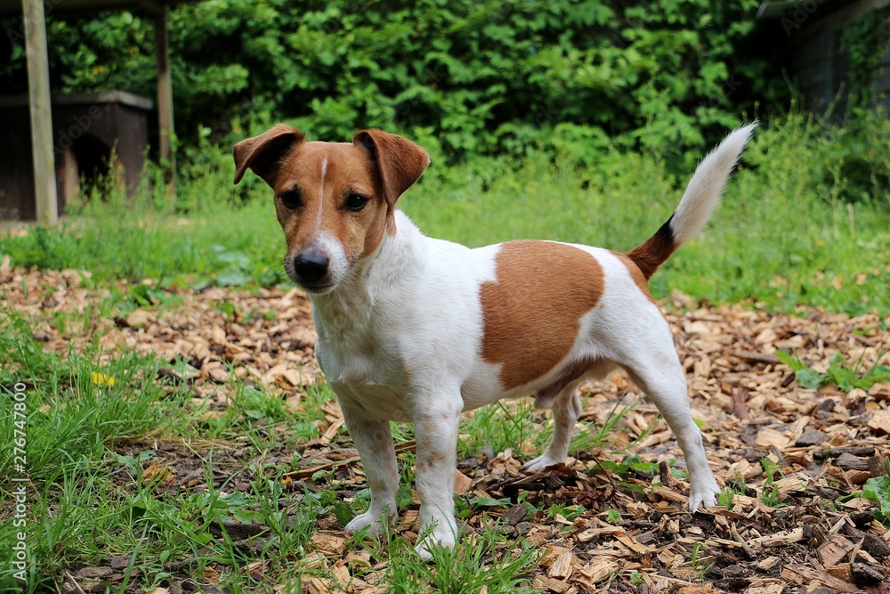 beautiful jack russel terrier dog is standing in the garden beautiful jack russel terrier dog is standing in the garden