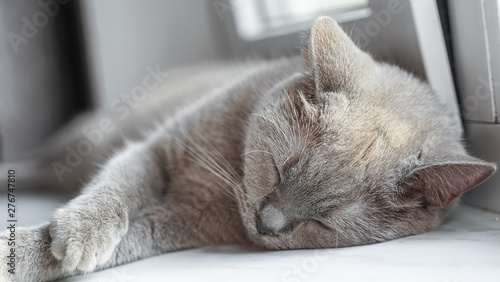 british shorthair cat with blue gray fur sleeping on window sill photo