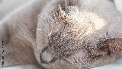 british shorthair cat with blue gray fur sleeping on window sill