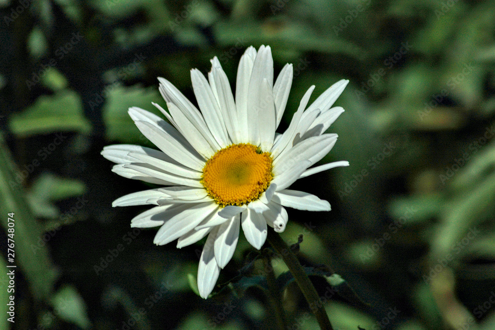Fototapeta premium Oxeye daisy in full bloom in Vietnam