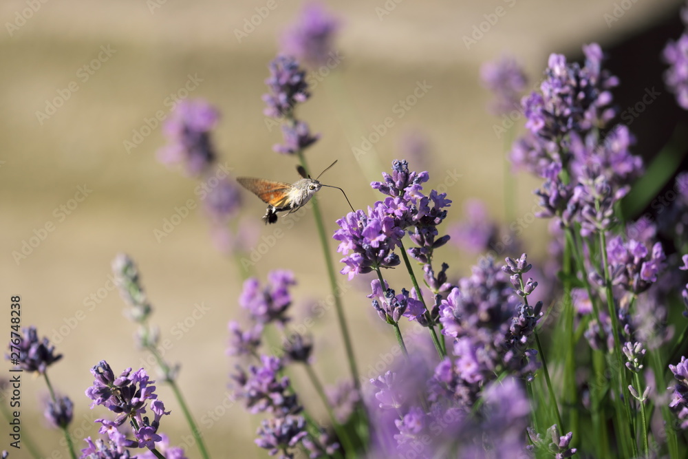 Obraz premium The hawk moth feeds on lavender pollen