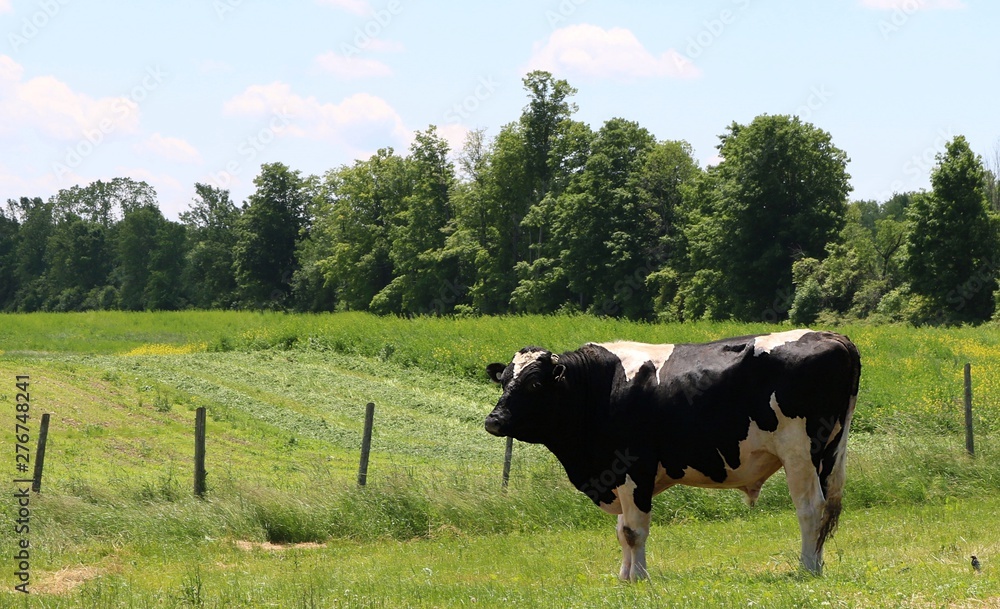 Fully grown Holstein bull in the meadow Stock Photo Adobe Stock