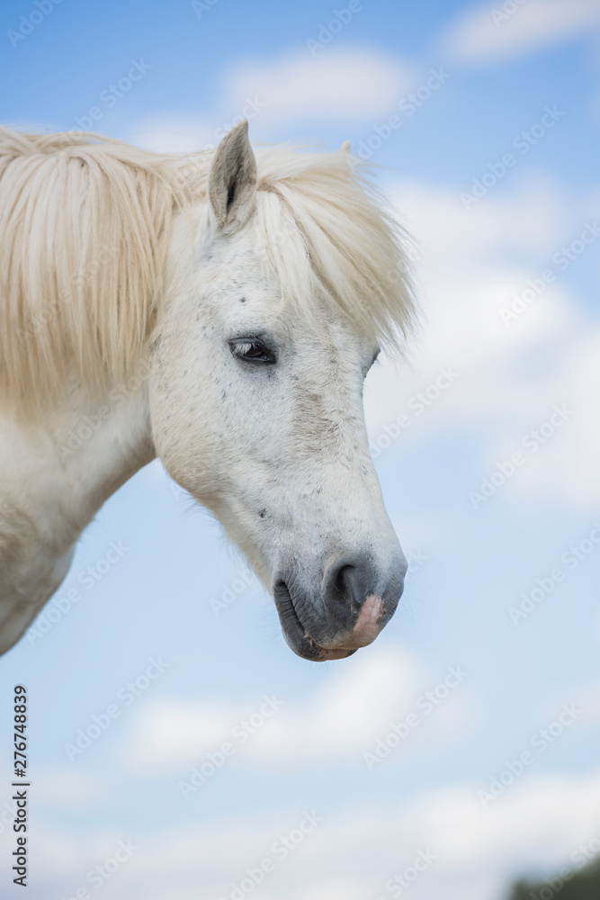Fototapeta Portrait of a white pony horse with beautiful mane in nature. Vertical. Copyspace. No people.