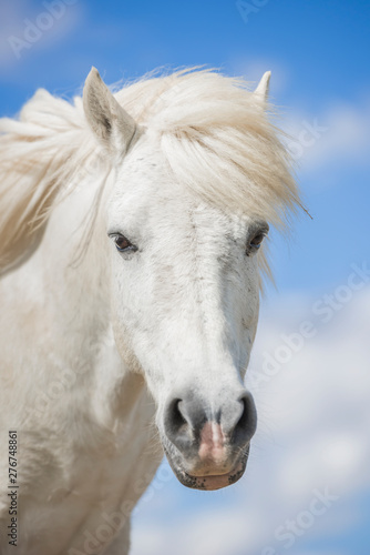 Portrait of a white pony horse with beautiful mane in nature. Blue sky with clouds. Vertical. No people.