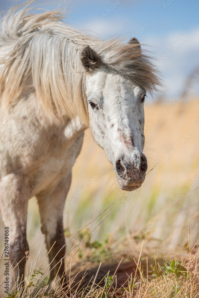 Portrait of an appaloosa pony horse with beautiful mane in nature, looking at camera. Vertical. No people. Portrait of an appaloosa pony horse with beautiful mane in nature, looking at camera. Vertical. No people.