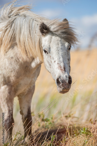 Portrait of an appaloosa pony horse with beautiful mane in nature  looking at camera. Vertical. No people.