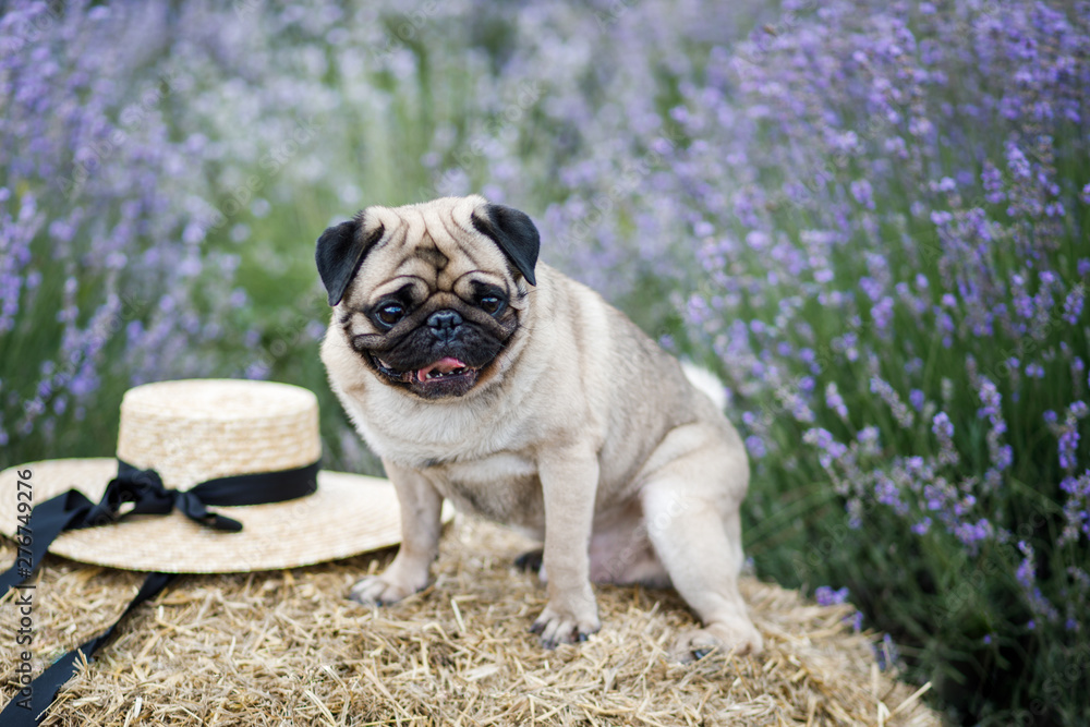 Dog in lavender colors. Lovely pet, pug breed