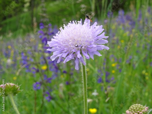 Фотография schöne lila Blume vor bunter blumenwiese im lechtal