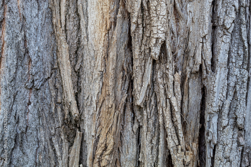 Closeup Embossed Tree Bark Texture Background Closeup Embossed Tree Bark Texture Background