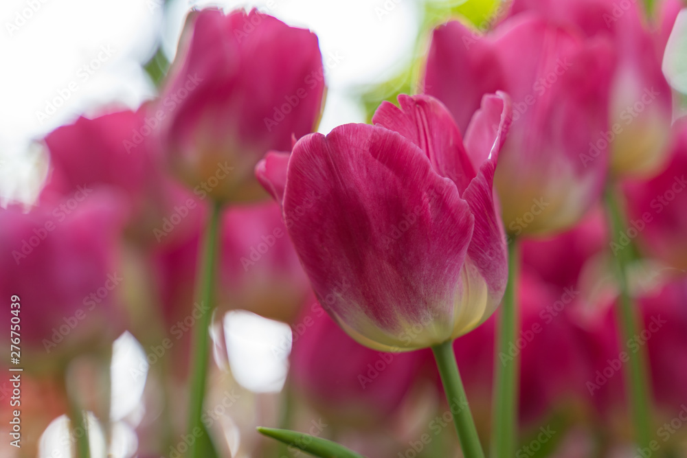 Obraz premium pink tulips in the garden