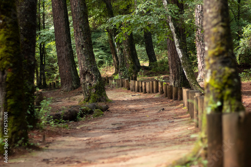 Bosque, Velo de Novia en Valle de Bravo, México photo